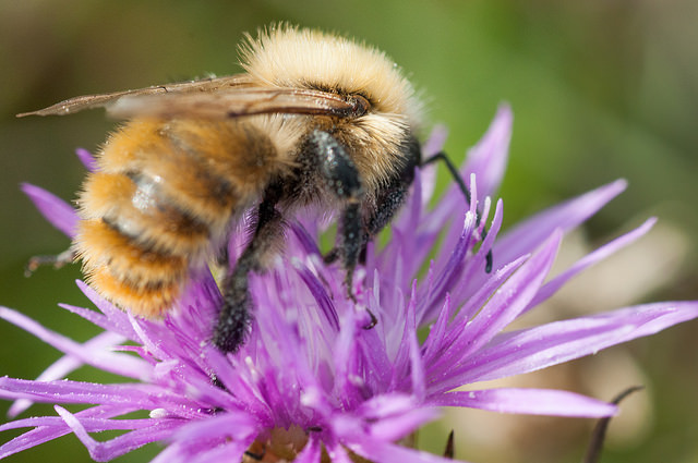 E'' un bombo? Si, ma Bombus sp.